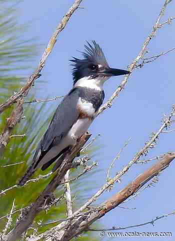 Female Belted Kingfisher At Lake Waldena - Ocala News