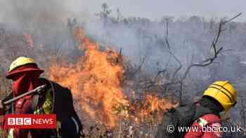 Climate change: older trees loss continue around the world