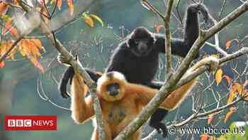Conservation: Glimmer of hope for world's rarest primate