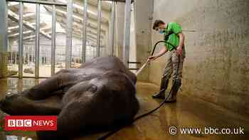 Coronavirus: Belgian zoo comes back to life from lockdown