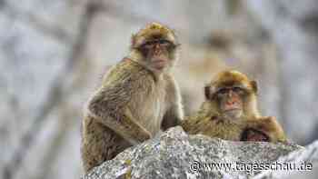Corona-Krise in Gibraltar: Finger weg von den Affen