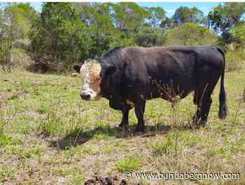 Friendly farm animals like Bubba need a home – Bundaberg Now - Bundaberg Now