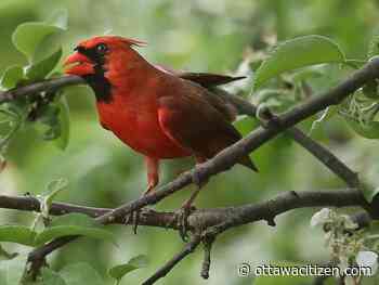 Weather: highs of 20 C with likely showers ahead of a sunny break Thursday