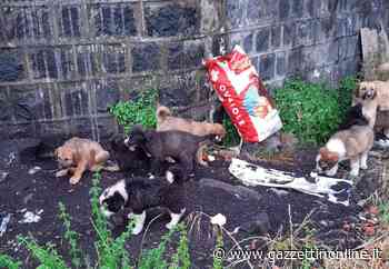 Giarre, una ventina cuccioli in pericolo ha bisogno di un riparo - Gazzettinonline