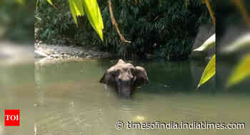 Pregnant elephant dies standing in river after consuming firecracker-laden pineapple