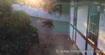 Bear spotted in View Royal - Times Colonist
