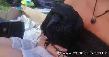 Mum nurses fledgling raven back to health after it was attacked by magpies