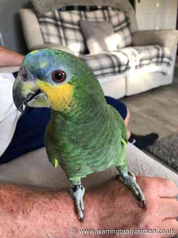 'Friendly and chatty' parrot goes missing in Fearnhead
