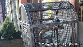 Welfare officer left ‘speechless’ after parrot abandoned outside restaurant