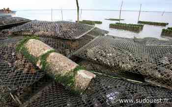 Bassin d’Arcachon : les huîtres restent interdites - Sud Ouest