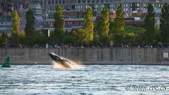 How will Montreal's Old Port whale get home?