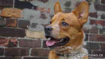 How Canada-U.S. travel restrictions are affecting dog rescue charities