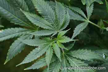 Oklahoma medical marijuana sales continue to smash records - The Boston Globe