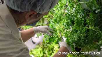 How a fresh produce donation to Saskatoon food bank came courtesy of 'space-age farming'