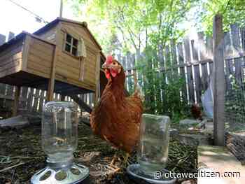 ‘Chickens are the new toilet paper’: People flock to backyard chickens, gardens amidst pandemic