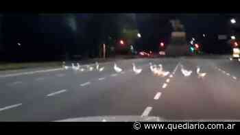 Buenos Aires en plena cuarentena, unos gansos cruzaron una avenida - Diario Qué!