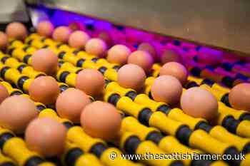 Scotland's egg and poultry producers 'well placed' for recovery - The Scottish Farmer