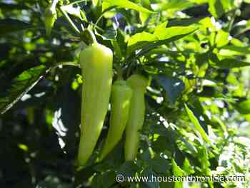 What a gardening pro learned about growing food in Houston - Houston Chronicle