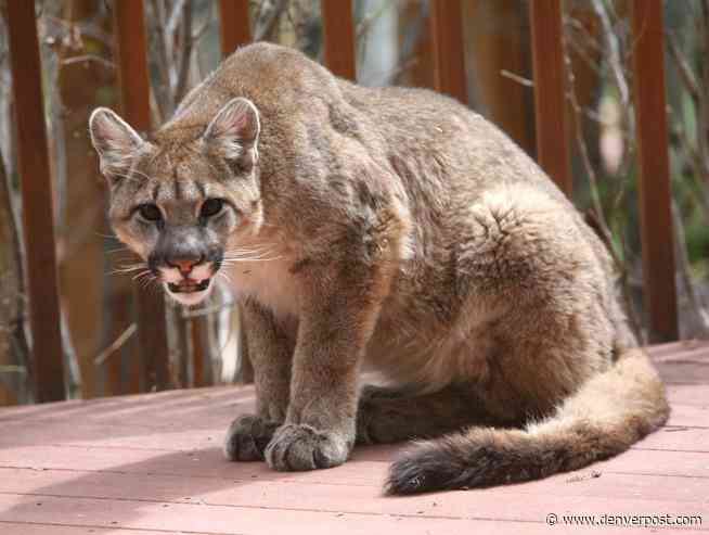 Mountain lion captured in Longmont garage, set free in national forest