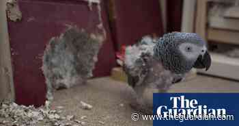 Wildlife trade in pictures: campaigners call for global ban