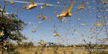 India and Pakistan brace for worst locust attack in 27 years - Nikkei Asian Review