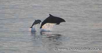 Police investigate report of dolphins being harassed by jet skiers