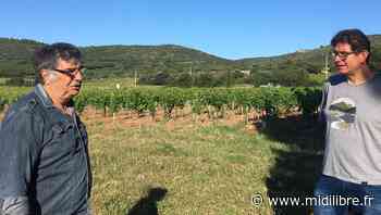 Frontignan : face à la crise sanitaire, les vignerons muscatiers réclament de l'aide - Midi Libre