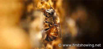 Learn About the Importance of Bees in 'The Pollinators' Docu Trailer