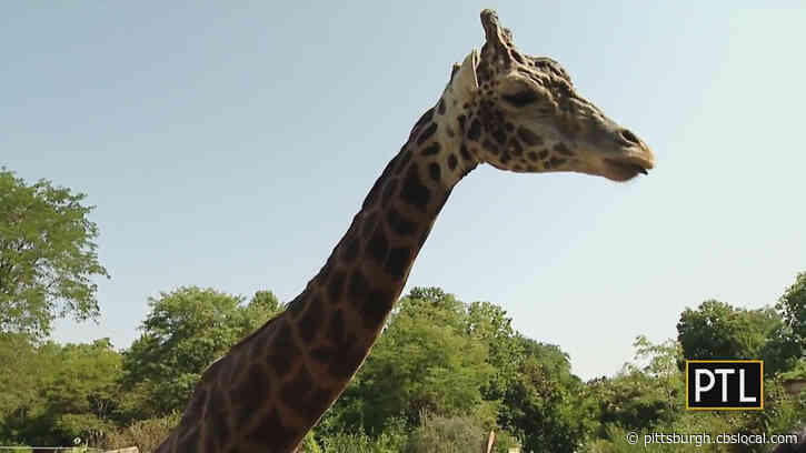 Pittsburgh Zoo & PPG Aquarium Reopening Using Timed Ticketing System