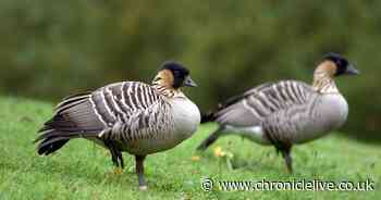Washington Wetland Centre to reopen after lockdown restrictions eased