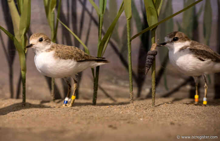 Western snowy plovers were thriving off Huntington beaches, until someone smashed nests and eggs