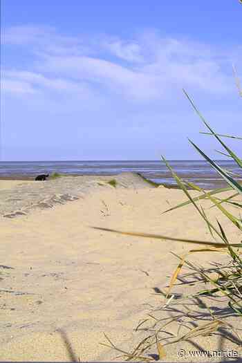 Wolf spaziert am Strand von Cuxhaven entlang - NDR.de