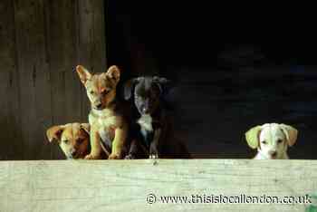 Sale of puppies by unlicensed breeders spike during pandemic