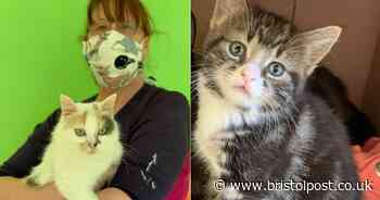 What lockdown has been like for places working with animals