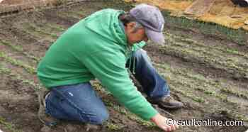 Labour shortages on some Ontario farms threaten crop harvest groups say