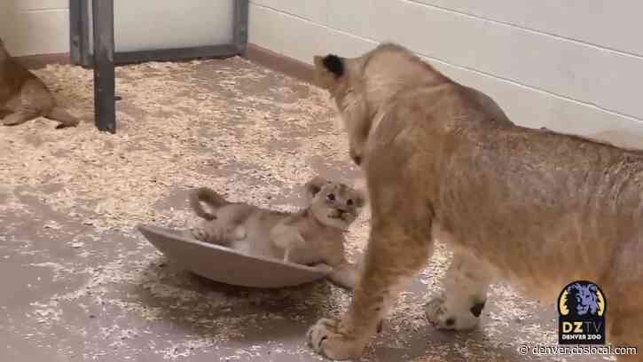 Tatu Meets Half Sibling Lion Cubs Behind The Scenes At The Denver Zoo