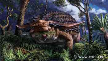 Rare fossilized dinosaur stomach reveals 110-million-year-old last meal     - CNET