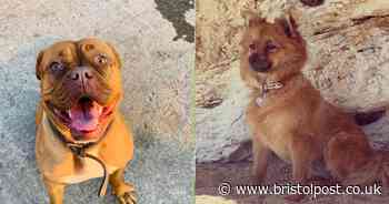 The dogs who have become your lockdown heroes