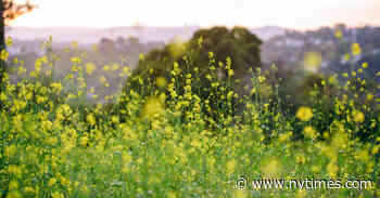 Need More Nature? Listen to 12 Essential Field Recordings