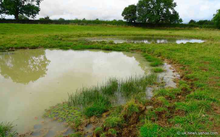 Countryside ponds could treble rare plant numbers