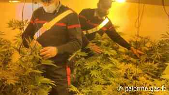 Scoperta una serra di marijuana ad Altofonte, due arresti - Giornale di Sicilia