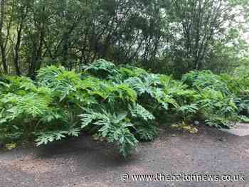 Giant hogweed seen in Bolton: Britain's most dangerous plant is back