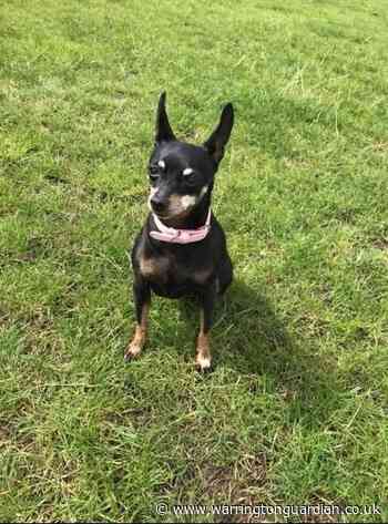 Dog killed by Staffordshire bull terrier in Sankey Valley Park