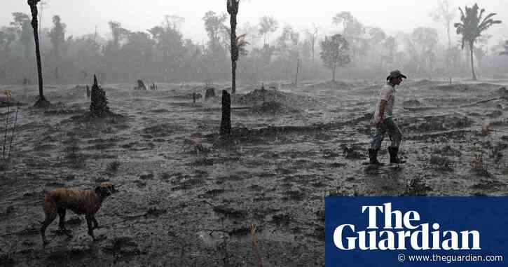 Revealed: UK banks and investors' $2bn backing of meat firms linked to Amazon deforestation