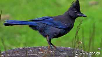 These Canadian species are found nowhere else on Earth