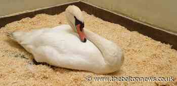 Anglers warned after Swans suffer horrific injuries from fishing tackle