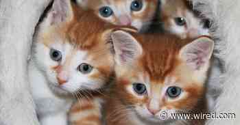 Best Pet Supplies and Tips for Kittens and Puppies (2020)