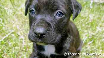 Charges laid after puppies allegedly stolen from woman in Brampton found safe