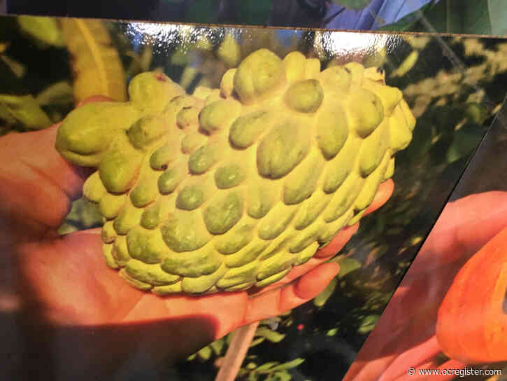These tropical fruit trees and plants are thriving at a Southern California nursery