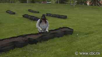 Pop-up gardens sprout across Edmonton during pandemic